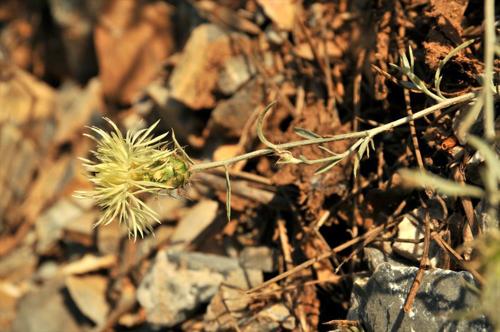 Centaurea