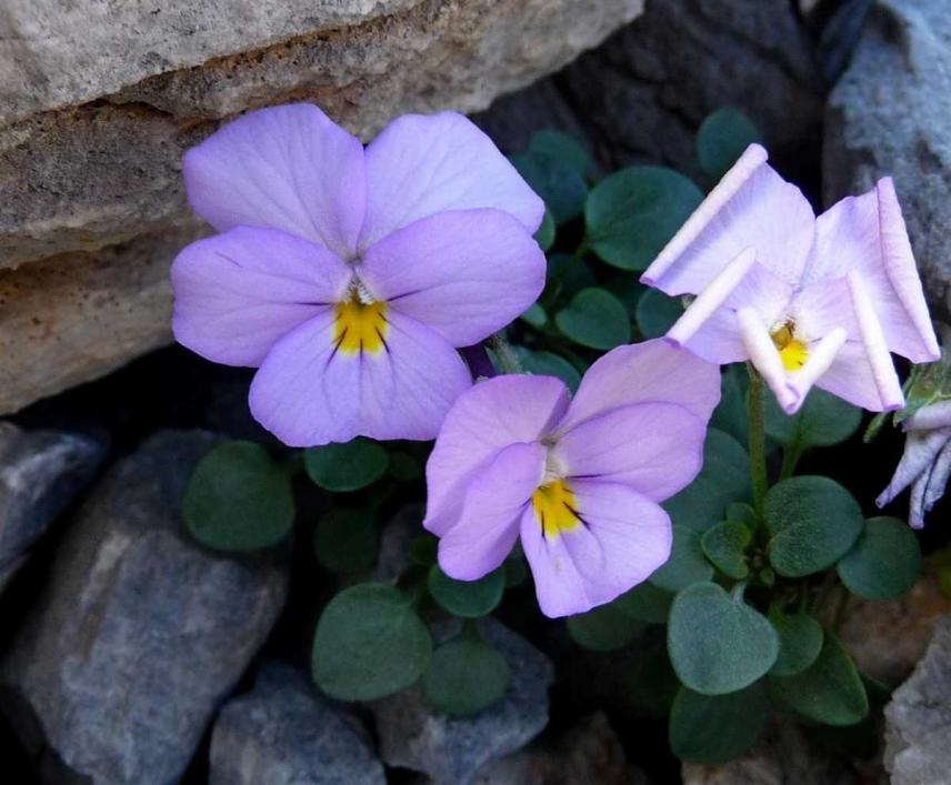 Viola pseudograeca