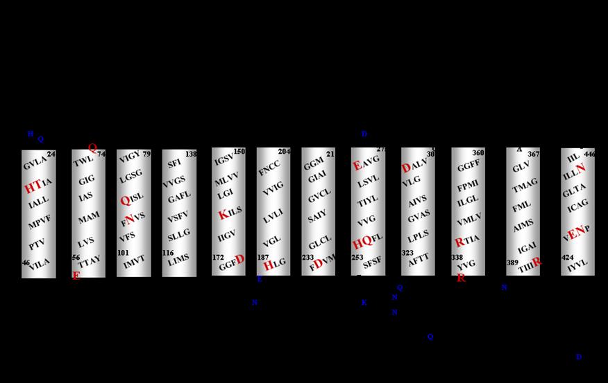 - 380 - HMM-TM data base V G F H Q A L A L Q L S A R Y G I V G S K S D G F H E E L P Y L R R V I T P T G F A A K S S G T F G N M G S M R N L P L I T I P H P F K Y G F F T T I P S A V G L K R I L P F