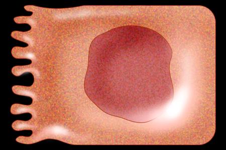 triglyceride cholesterol Intestinal Cell MTP Apo B-48 Liver Cell