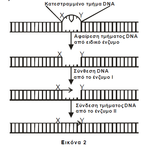 1. Ποια είναι τα ονόµατα των ενζύµων Ι και ΙΙ; (µονάδες 4) Να εξηγήσετε ποια είναι τα 5, 3 άκρα των δύο (2) αλυσίδων του δοθέντος τµήµατος DNA. (µονάδες 4) 2.