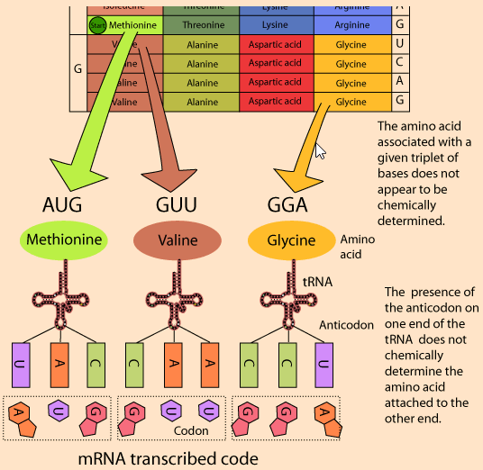 Ο ΓΕΝΕΤΙΚΟΣ ΚΩΔΙΚΑΣ Η αντιστοίχιση τριών διαδοχικών νουκλεοτιδίων (κωδικόνια) της γραμμικής άλληλουχίας του mrna με συγκεκριμένα αμινοξέα στη γλώσσα των 20 γραμμάτων των πρωτεϊνών.