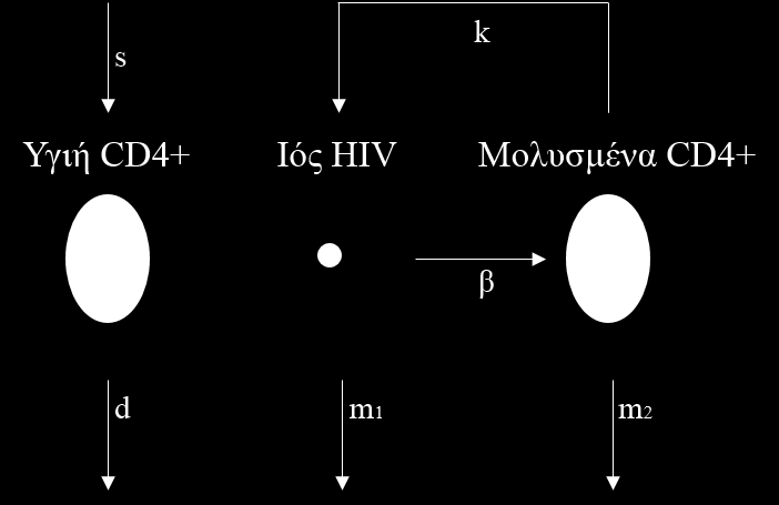 Εικόνα : Σχέση Ιού και CD4+ κυττάρων Οι σχέσεις αυτές περιγράφονται από το παρακάτω σύστημα μη γραμμικών διαφορικών εξισώσεων T ( t) s dt ( t) T ( t) v( t) T ( t) T ( t) v( t) m T ( t) v t kt t m v t
