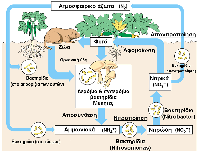 Το άζωτο Το άζωτο (N) είναι βασικό στοιχείο για τη σύνθεση των πρωτεϊνών.