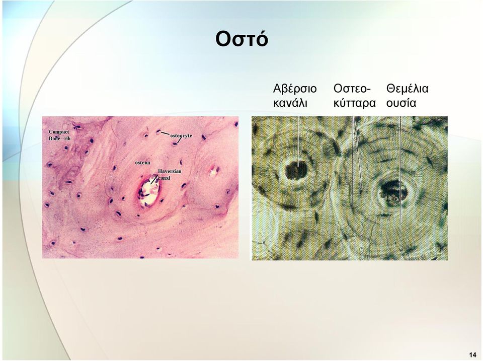 Οστεοκύτταρα