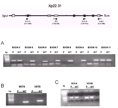 Ανεπάρκεια GnRH Contiguous gene