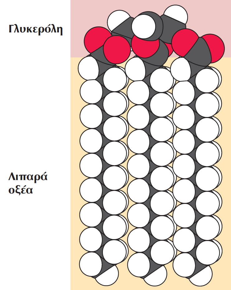 Τριακυλογλυκερόλες (Λίπη) Οι τριακυλογλυκερόλες (λίπη) περιέχουν τρία μόρια λιπαρών οξέων συνδεδεμένα σε ένα μόριο γλυκερόλης (γλυκερίνης).