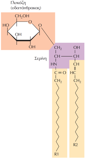 Γλυκολιπίδια Τα γλυκολιπίδια σχηματίζονται όταν δύο υδρογονανθρακικές αλυσίδες (R1 και R2)