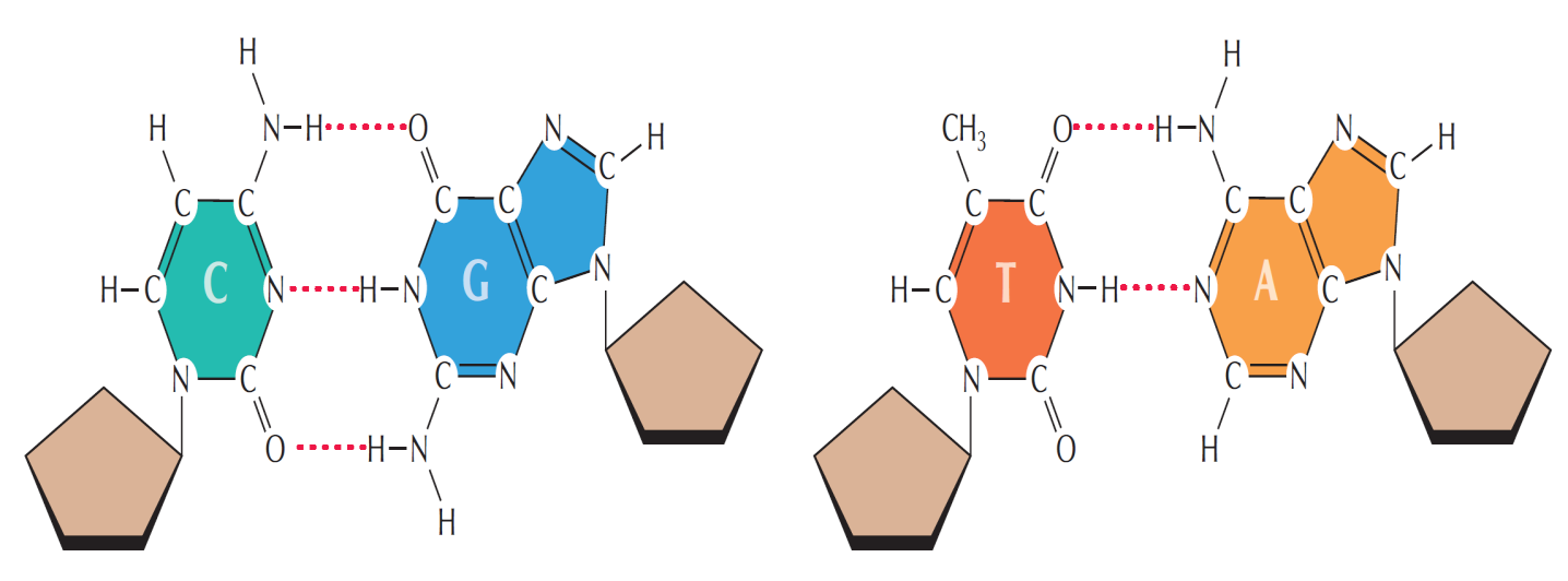 Oι βάσεις των νουκλεϊνικών οξέων «ζευγαρώνουν» εκλεκτικά O σχηματισμός δεσμών υδρογόνου μεταξύ των βάσεων των αντίθετων αλυσίδων του DNA οδηγεί στο ακριβές «ζευγάρωμα» της