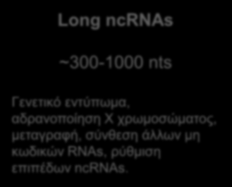 Ο κεντρικός ρόλος μη κωδικών RNAs (ncrnas) στους μηχανισμούς ρύθμισης της γονιδιακής έκφρασης ncrnas mirnas, sirnas ~18-25 nt Συμμετέχουν στην μεταμεταγραφική καταστολή (silencing) και στην παρεμβολή