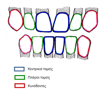 Εικόνα 1.10: Ομάδες δοντιών. Οι τομείς είναι τέσσερις σε κάθε γνάθο και χρησιμεύουν για να σχίζουν και να κόβουν τις τροφές σε μικρά κομμάτια. Χωρίζονται σε κεντρικούς και πλάγιους τομείς.