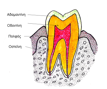 Εικόνα 1.18: Ιστοί του δοντιού. 1. Η αδαμαντίνη, (enamel).
