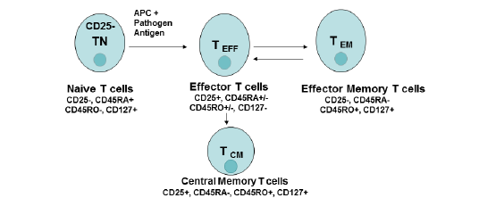 Διαφοροποίηση CD4+