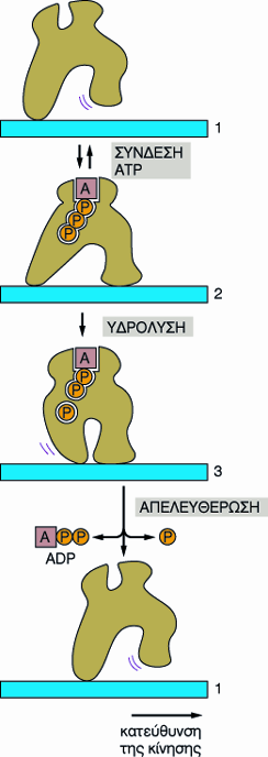 Ελεγχος της πρωτεïνικής δράσης Πρότυπο μιας αλλοστερικής κινητικής πρωτεΐνης. Η πρωτεΐνη μπορεί να πάρει τρία πιθανά σχήματα (1,2 και 3).