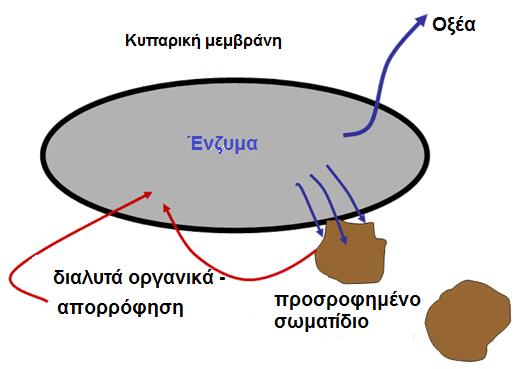 πρόσληψη τροφής Δεν υπάρχει πλήρης διάσπαση των οργανικών Μη θεμιτή τροφή Αδρανή υλικά