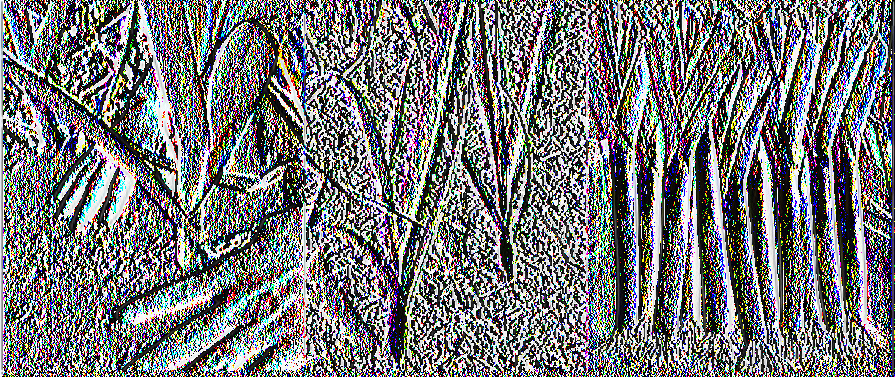 ΠΡΑΣΟ (Allium porrum) Εικόνα 4.10. Το πράσσο Εποχή σποράς - Θερμοκρασία βλάστησης: Αρχές άνοιξης έως τέλη χειμώνα.
