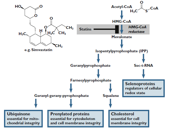 1.Statins and the neuromuscular system: a neurologist s perspective. European Journal of Neurology 2015, 22: 31 36 2.Treatment options for statin-associated muscle symptoms.