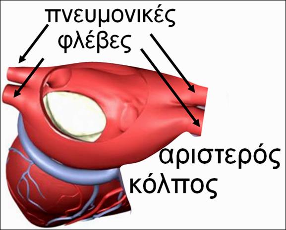 3.5. Αριστερές κοιλότητες Οι τέσσερις πνευμονικές φλέβες (αριστερές και δεξιές, άνω και κάτω) μεταφέρουν το οξυγονωμένο αίμα από την πνευμονική κυκλοφορία και εκβάλλουν στο οπίσθιο τμήμα του