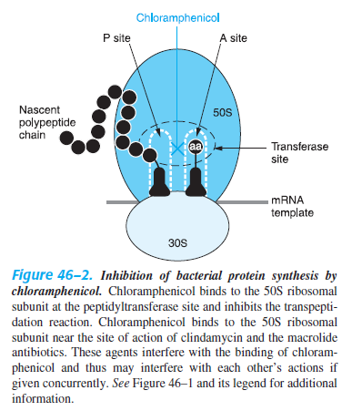 Χλωραμφαινικόλη Μηχανισμός δράσης Αναστολή τρανσπεπτιδίωσης (σύνδεση υπομονάδα 50S) Αντιμικροβιακό φάσμα Ευρύ Gram +/- (αερόβια, αναερόβια)