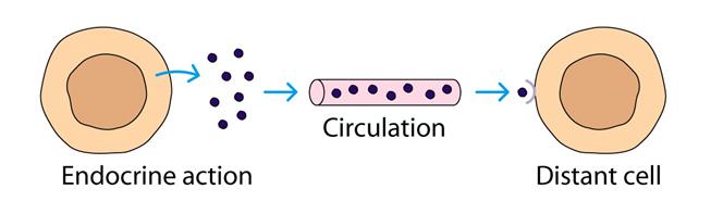 Τρόποι Δράσης Κυτταροκινών 1. Αυτοκρινής : όταν το κύτταρο- στόχος είναι ίδιο με το κύτταρο, που εκκρίνει την κυτταροκίνη IL-2 for T-cell activation 2.