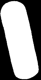 Πράσινες άλγες Ostreococcus tauri Chlorophytes