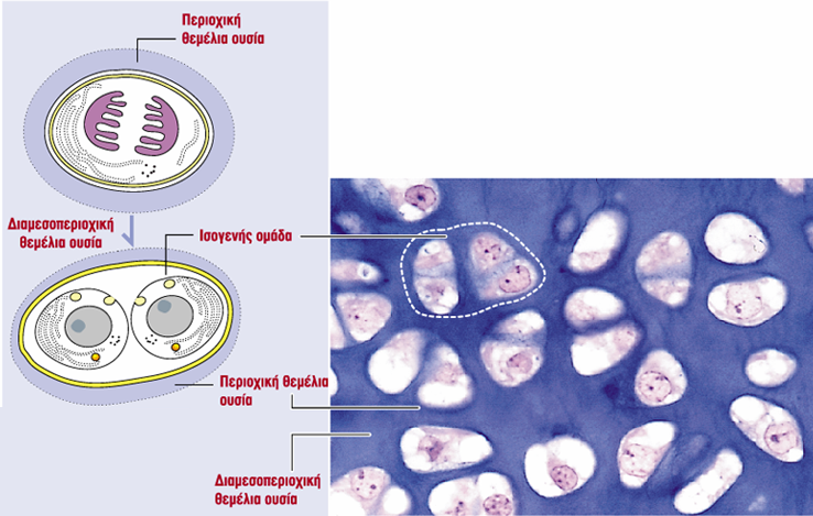 Χονδροβλάστες -Χονδροκύτταρα ισογενής ομάδα χονδροκυττάρων περιοχική