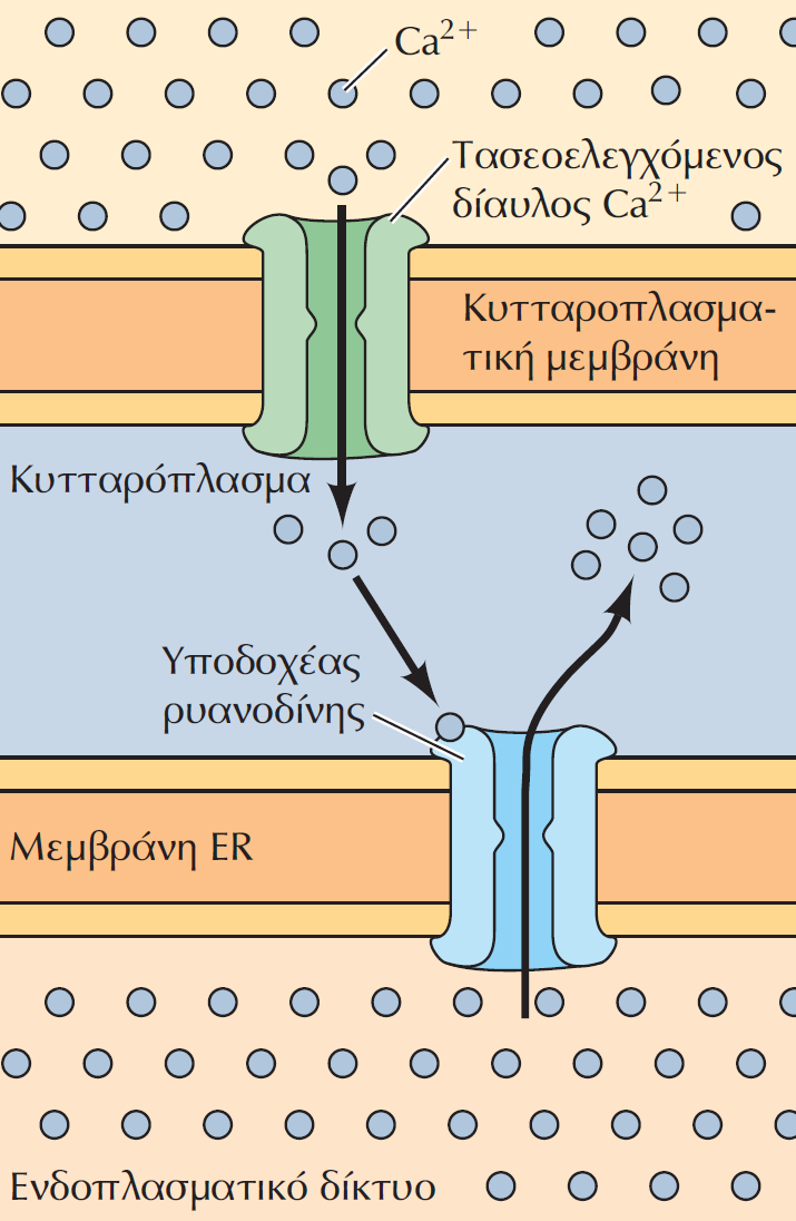 Ρύθμιση της ενδοκυτταρικής συγκέντρωσης των ιόντων Ca2+ σε κύτταρα που διεγείρονται με ηλεκτρισμό Η εκπόλωση της κυτταροπλασματικής μεμβράνης προκαλεί το άνοιγμα μεμβρανικών τασοελεγχόμενων διαύλων