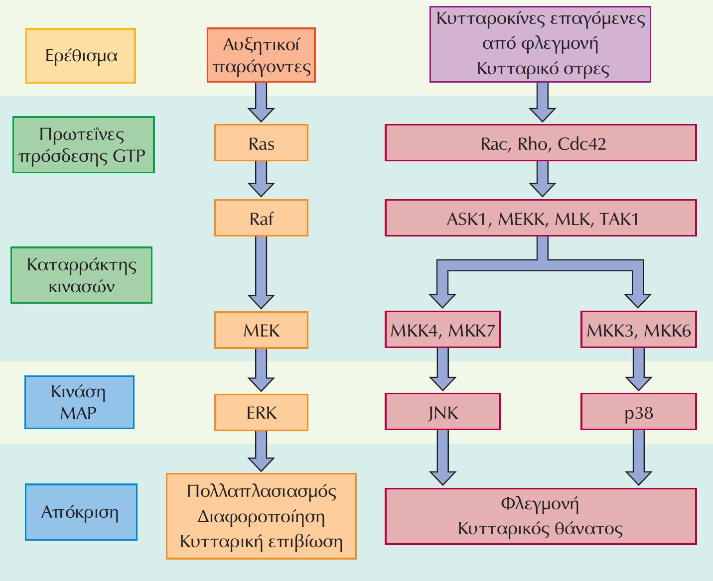 Μονοπάτια ενεργοποίησης κινασών MAP σε κύτταρα θηλαστικών Εκτός από την ERK, τα κύτταρα των θηλαστικών διαθέτουν τις κινάσες MAP JNK και p38.