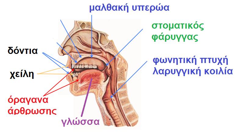 Σοφία Γεωργακάκου Νηπιαγωγός-Λογοπεδικός ΚΕΔΔΥ Δ ΑΘΗΝΑΣ