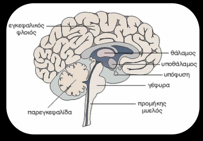 Η παρεγκεφαλίδα αποτελείται από δύο ημισφαίρια τα οποία συνδέονται με μια δομή που λέγεται σκώληκας.