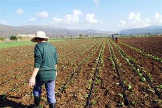 ΣΥΣΤΗΜΑΤΑ ΛΗΨΗΣ ΑΠΟΦΑΣΕΩΝ ΣΤΟΝ ΑΓΡΟΤΙΚΟ ΤΟΜΕΑ (2) ΒΑΣΙΚΟΙ ΤΟΜΕΙΣ ΕΦΑΡΜΟΓΗΣ: Εκλογή βέλτιστων καλλιεργητικών πρακτικών (χρήση λιπασμάτων-σπόρων) Επιλογή μηχανικού εξοπλισμού ζωικού κεφαλαίου