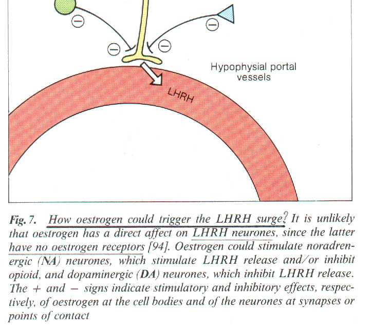 Interakcija neurotransmiterskog i neuropeptidskog sistema neurona Primer: Stimulacija lučenja LHRH estrogenom iz neurona hipotalamusa koji nemaju estrogene receptore!