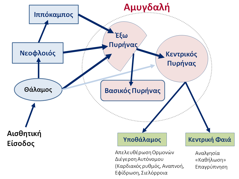 της αμυγδαλής μπορεί να διακριθεί στις ομάδες του έξω πυρήνα, του βασικού πυρήνα και του έσω-βασικού, ενώ ο κεντρικός αμυγδαλικός πυρήνας διακρίνεται σε έξω και έσω τμήματα (βλ. Εικόνα 5.1).