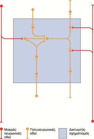 1. ΕΙΣΑΓΩΓΗ διαβίβαση στο νευρικό σύστημα ρύθμιση μέσω ειδικών συνδέσεων Αν και, οι περισσότεροι νευρώνες δέχονται διεγέρσεις από άλλους νευρώνες, το ΚΝΣ πρέπει να λειτουργεί με βάση τις πληροφορίες