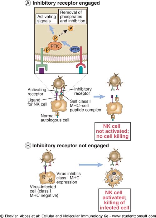 Ρύθμιση της λειτουργίας των NK Activating and inhibitory receptors of NK cells.