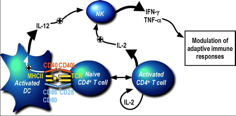 Συνεργασία μεταξύ DC ΝΚ και Τ κυττάρων Fig. 1 CD4+ T cell-dependent activation of NK cells in lymph nodes.