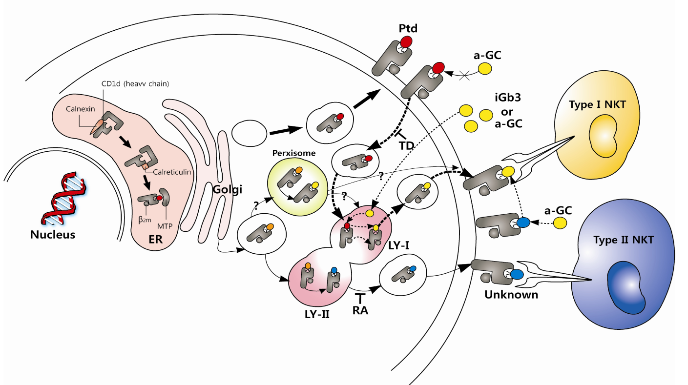 Βιοσύνθεση του CD1d Model for the assembly, trafficking and antigen presentation pathway of CD1d.