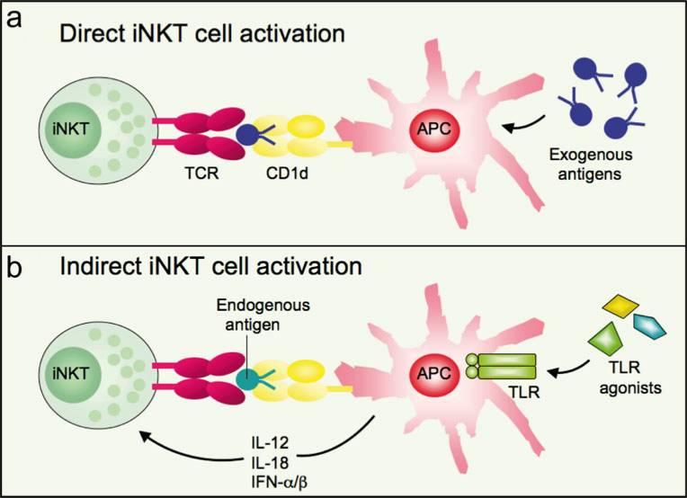 invariant T cell receptor (TCR).