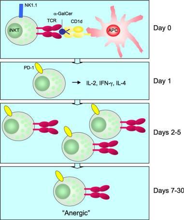 Ανοσοαπάντηση των iνκτ In vivo response of inkt cells to α-galcer stimulation.