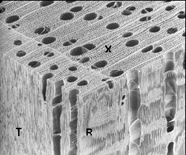 Εικόνα 1.7 Τρισδιάστατη μικροσκοπική εμφάνιση ξύλου σε στερεοσκοπικό ηλεκτρονικό μικροσκόπιο (SEM). Αριστερά (83Χ): κωνοφόρο-ερυθρελάτη (Picea jezoensis) με ρητινοφόρους αγωγούς.