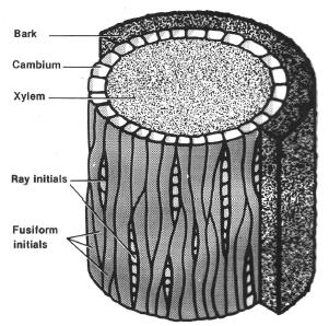 φλοιός κάμβιο ξύλο ακτινικά μεριστικά ατρακτοειδή Α Β Σχήμα 1.2 A. Τρισδιάστατη παράσταση του καμβίου με ατρακτοειδή και ακτινικά μεριστικά κύτταρα. Β. Με περικλινείς διαιρέσεις των ατρακτοειδών και ακτινικών μεριστικών κυττάρων του καμβίου παράγονται νέα κύτταρα ξύλου και εσωτερικού φλοιού.