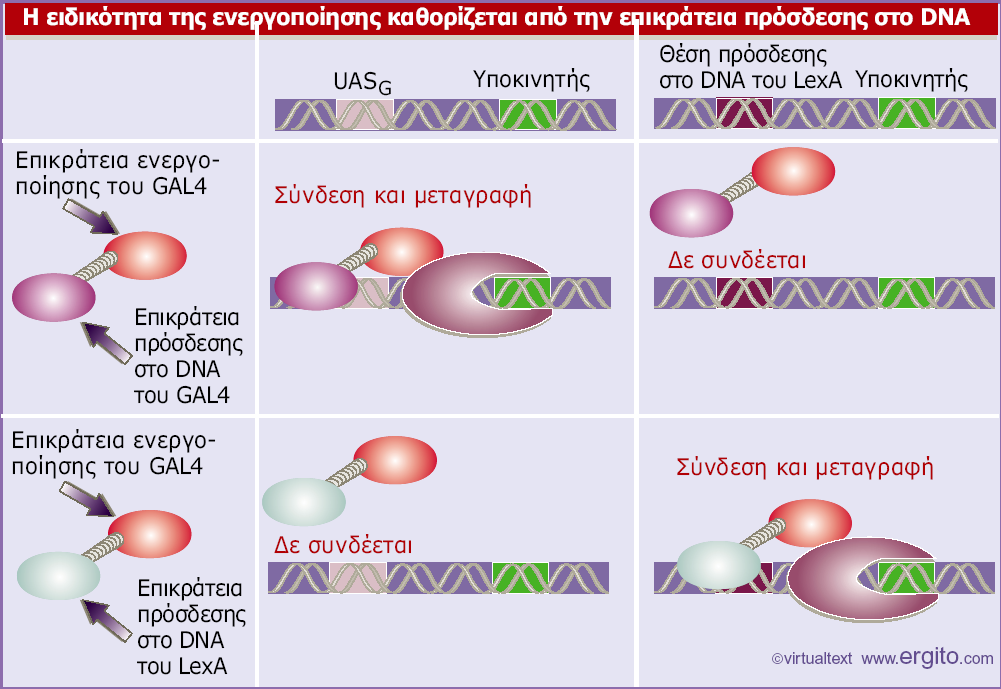 Genes VIII - Ακαδημαϊκές Εκδόσεις 2004 Εικόνα 22.4 Η ικανότητα της GAL4 να ενεργοποιεί τη μεταγραφή είναι ανεξάρτητη από την ειδικότητά της για πρόσδεση στο DNA.