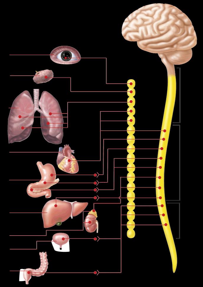 Accelerates heart Inhibits digestive activity Stimulates glucose release by liver Epinephrine adrenal glands Norepinephrine kidney Relaxes bladder Contracts rectum Campbell W.