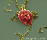 Το τρυπανόσωμα : επιχρωματισμένες εικόνες από ηλεκτρονικό μικροσκόπιο Το τοξόπλασμα : Μεταδίδεται από τα κατοικίδια ζώα, προκαλώντας τοξοπλάσμωση.