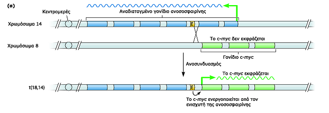 Σύνδεση πρωτοογκογονιδίου MYC με ένα από τα γονίδια των ανοσοσφαιρινών.