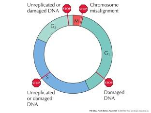 Ογκοκατασταλτικά γονίδια - γονίδια φρουροί(gatekeepers) Eλέγχουν την κυτταρική διαίρεση και επιβίωση.