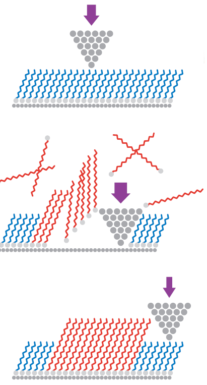 Μικροσκόπιο Ατομικής Δύναμης Atomic Force Microscopy AFM NANOGRAFTING Χρήση AFM για την δημιουργία νανοδομών Παρόμοια τεχνική με