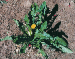 2 ΖΙΖΑΝΙΟΛΟΓΙΑ Αγριοράδικο (Taraxacum officinale, Asteraceae) Το αγριοράδικο είναι πολυετές, χειµερινό και εαρινό, δικοτυλήδονο φυτό µε όρθια έκφυση και φθάνει µέχρι το ύψος των 30 cm.