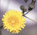 4 ΖΙΖΑΝΙΟΛΟΓΙΑ Ζωχός ετήσιος (Sonchus oleraceus, Asteraceae) Ο ετήσιος ζωχός είναι χειµερινό και εαρινό, δικοτυλήδονο φυτό µε όρθια έκφυση και φθάνει µέχρι το ύψος των 100 cm.