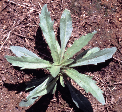 6 ΖΙΖΑΝΙΟΛΟΓΙΑ Κόνυζα (Conyza spp., Asteraceae) Η κόνυζα είναι ετήσιο ή διετές, χειµερινό και εαρινό δικοτυλήδονο φυτό µε όρθια έκφυση και φθάνει µέχρι το ύψος των 250 cm.